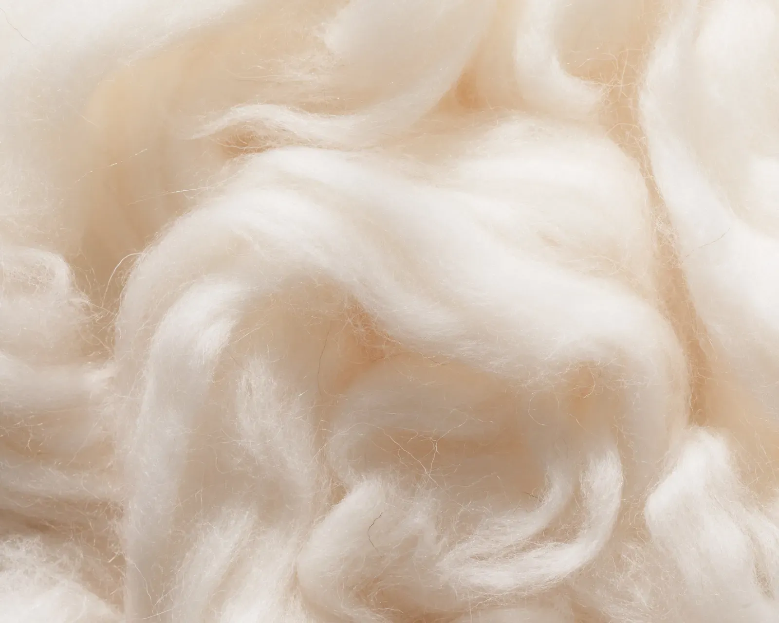 羊毛の写真